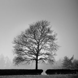 Træer i tåge Tikøb 1