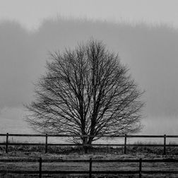 Træer i tåge Tikøb 2