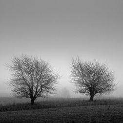Træer i tåge Tikøb 5