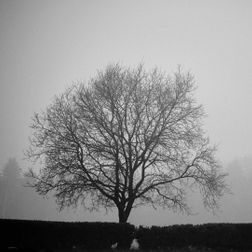 Træer i tåge Tikøb